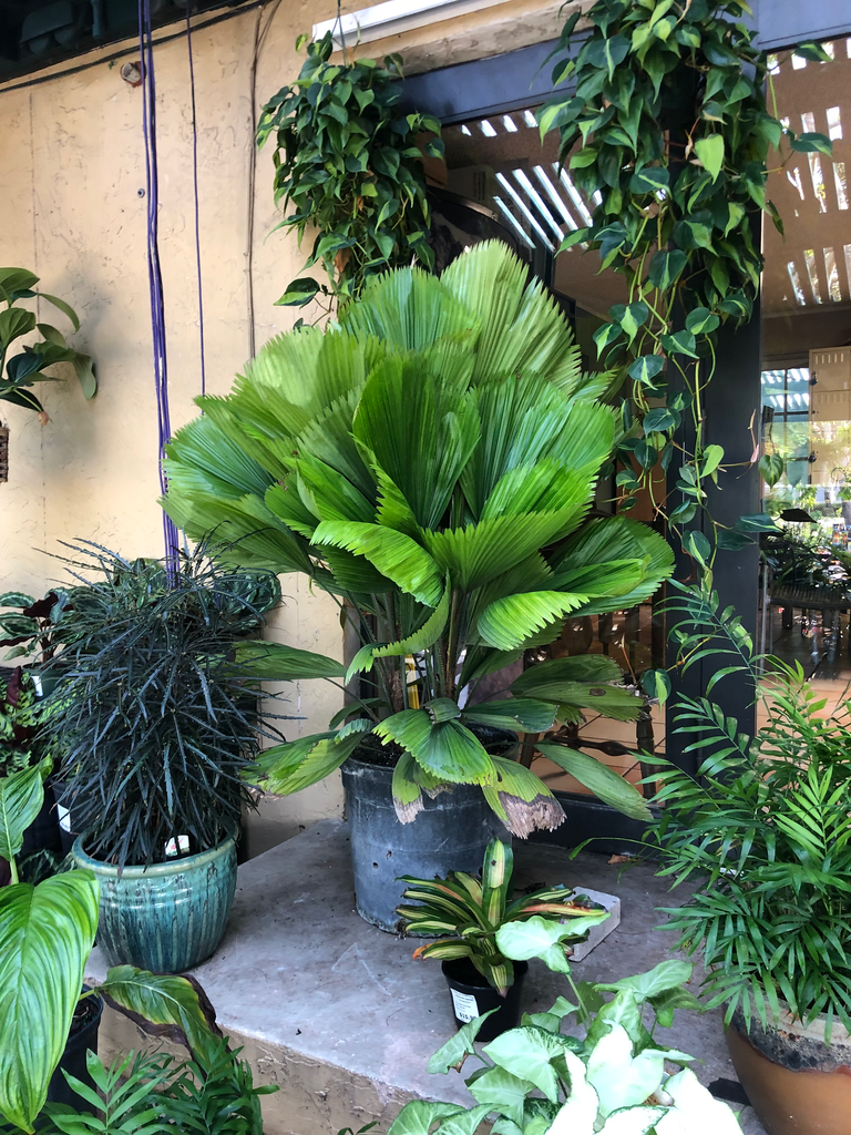 Ruffled Fan Palm (Licuala grandis)