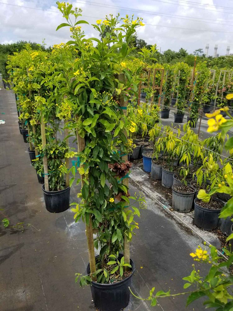 Yellow Butterfly Vine (Callaeum macropterum)
