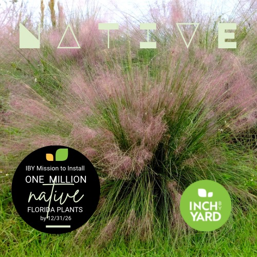 Pink Muhly Grass (Muhlenbergia capillaris)