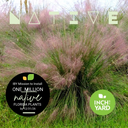 Pink Muhly Grass (Muhlenbergia capillaris)
