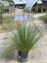 Pink Muhly Grass