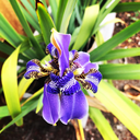 Regina Iris, Giant Apostle's Iris