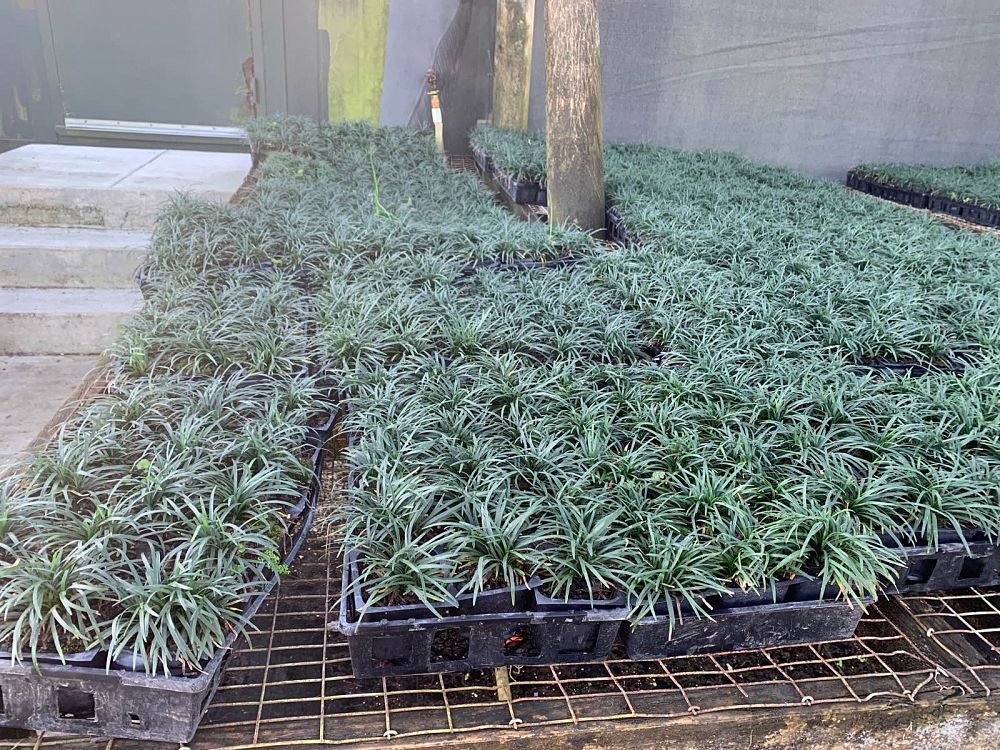 Dwarf Mondo Grass