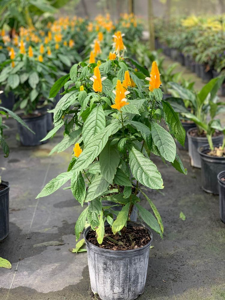 Yellow Lollipop Shrimp Plant (Pachystachys lutea)