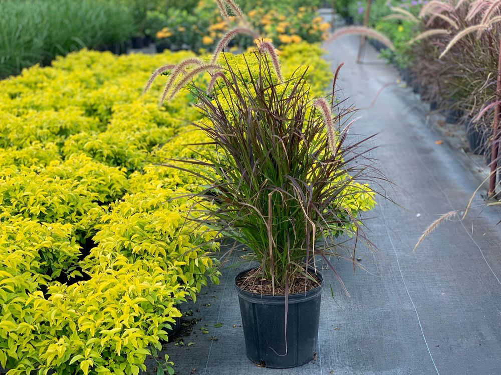 Dwarf Fountain Grass