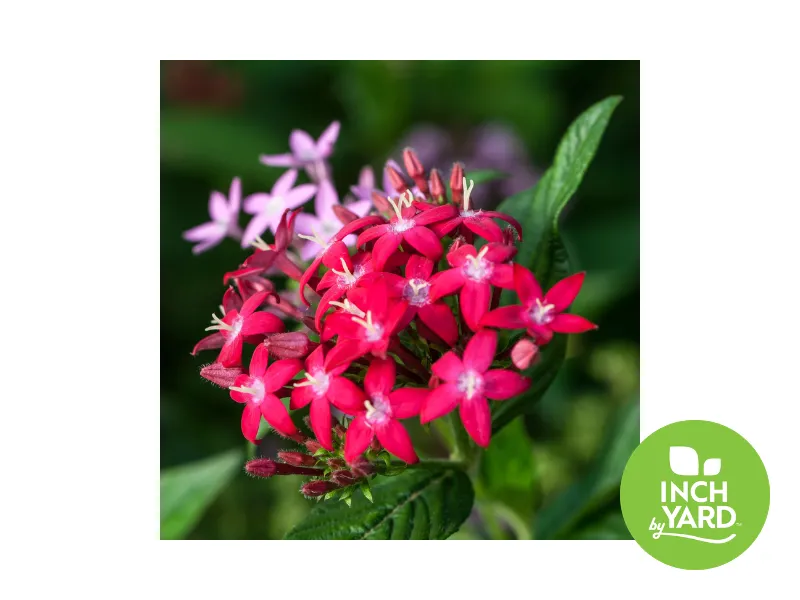 [Assorted Colors] Pentas (assorted colors)