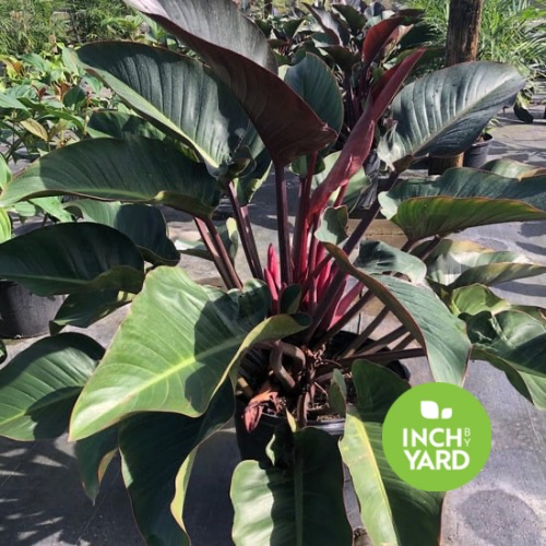 Rojo Congo Philodendron (Red Congo)