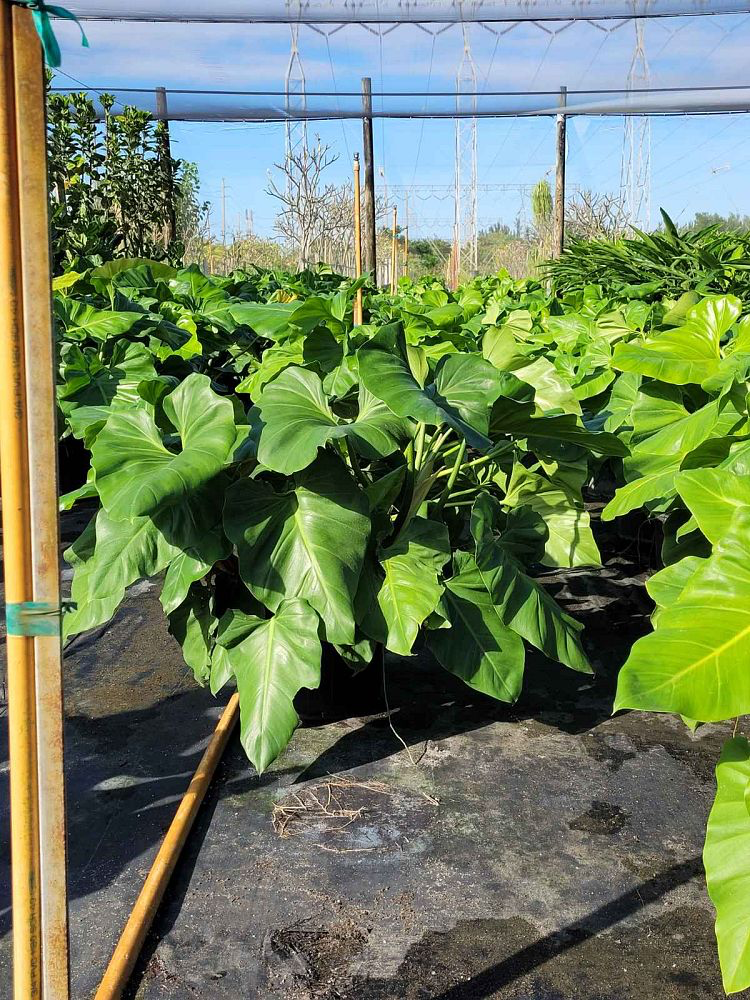 Philodendron giganteum