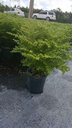Artillery Fern