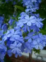 Cape Leadwort 'Imperial Blue'