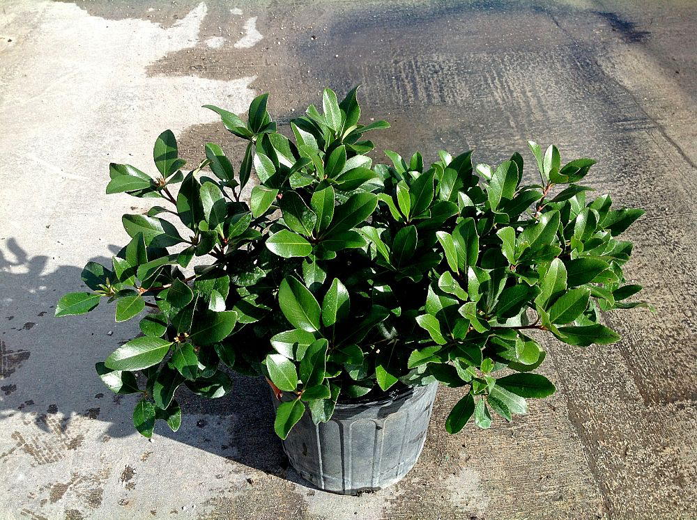 Indian Hawthorn