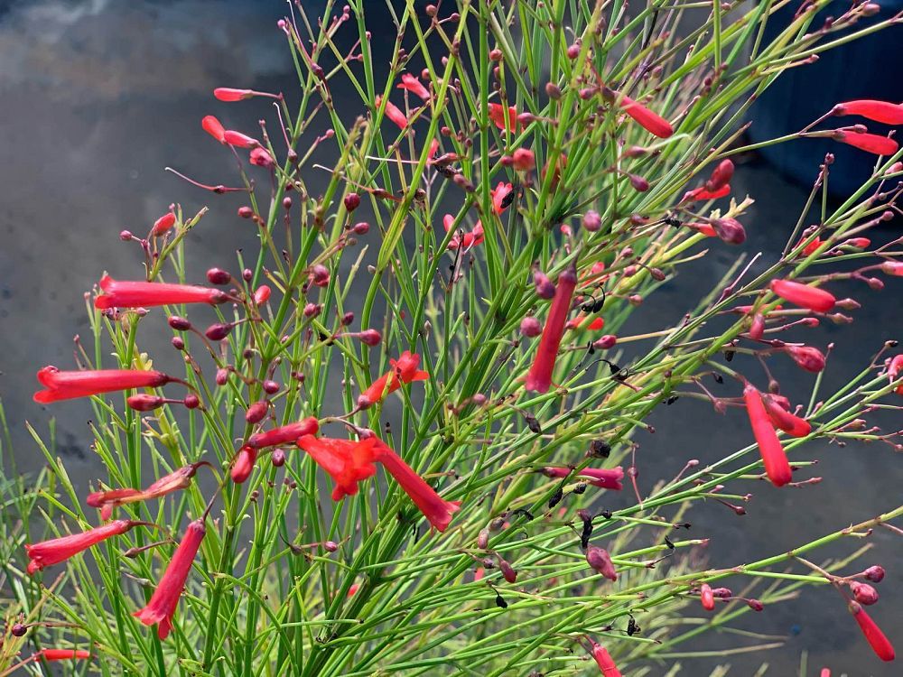 Firecracker Bush