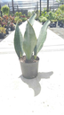 Snake Plant, 'Whalefin'