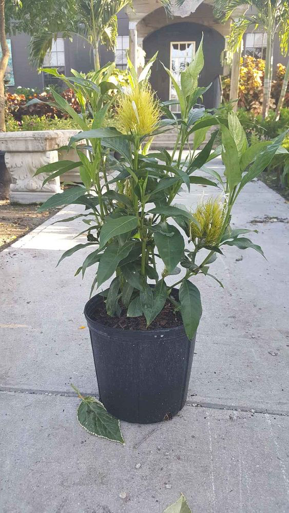 Yellow Jacobinia