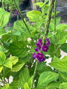 Purple Porterweed