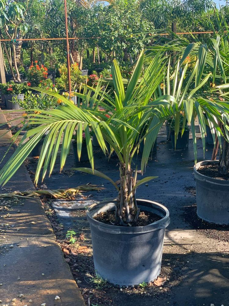 Parrot Palm