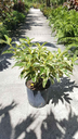 Crepe Jasmine 'Variegata'