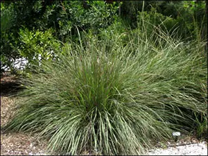 Fakahatchee Grass, Eastern Gamagrass (Tripsacum dactyloides)