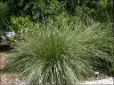 Fakahatchee Grass, Eastern Gamagrass