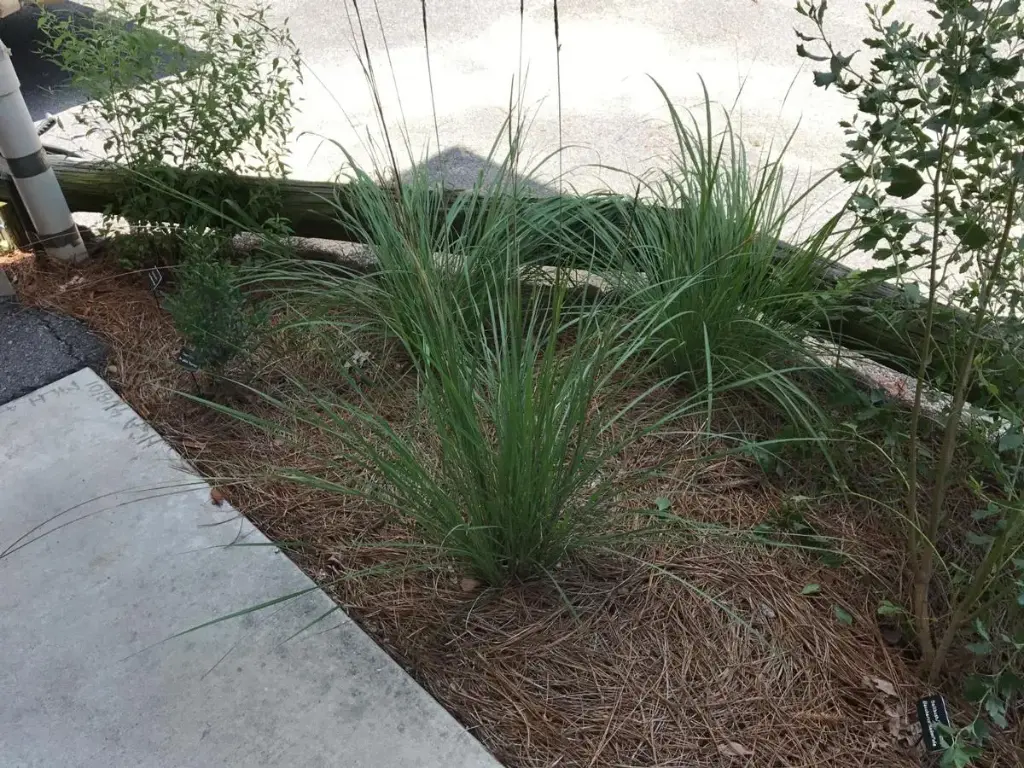 Florida Gama Grass, Dwarf Fakahatchee