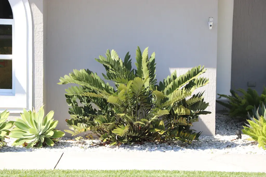Cardboard Palm (Zamia furfuracea)