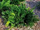 Coontie