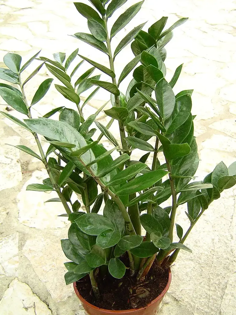ZZ Plant, Zanzibar Gem