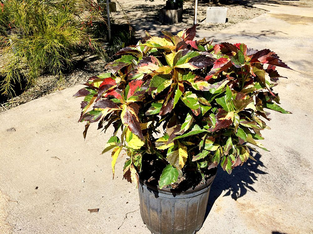 Copperleaf, Jacob's Coat