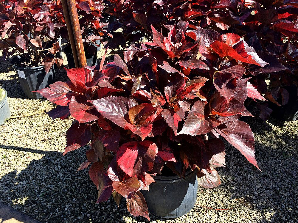 Copperleaf (Acalypha wilkesiana)