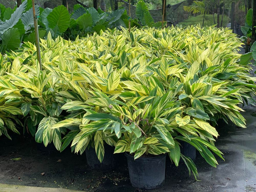 Shell Ginger - Variegated (3 Gallon)