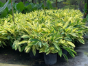 Shell Ginger - Variegated