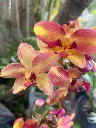 Ground Orchid