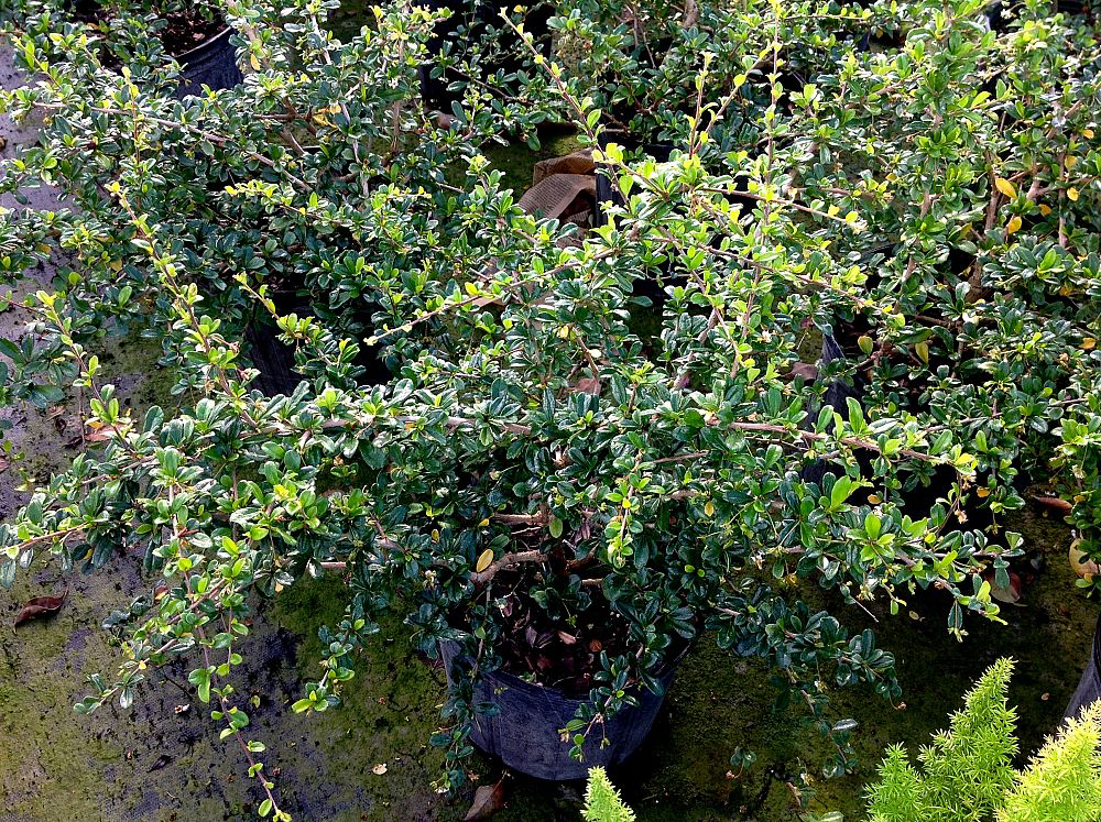 Fukien Tea, Fujian Tea (3 Gallon, Bush)
