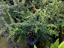 Fukien Tea, Fujian Tea