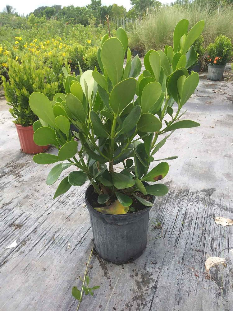 Small Leaf Clusia / Pitch Apple (Clusia guttifera) (3 Gallon)