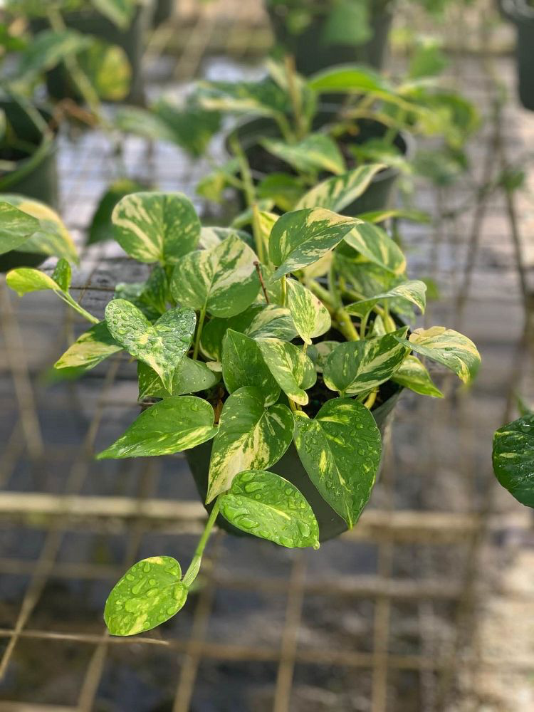 Golden Pothos Vine (Quart, Marble Queen)