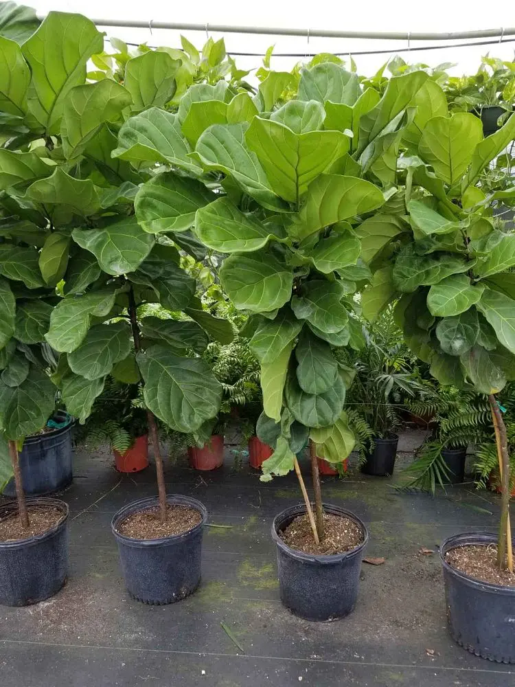 Fiddle Leaf Fig (Bush)