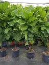 Fiddle Leaf Fig