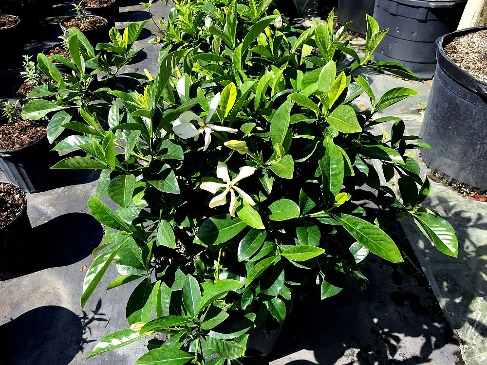 Cape Jasmine (3 Gallon)