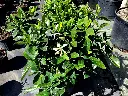 Cape Jasmine