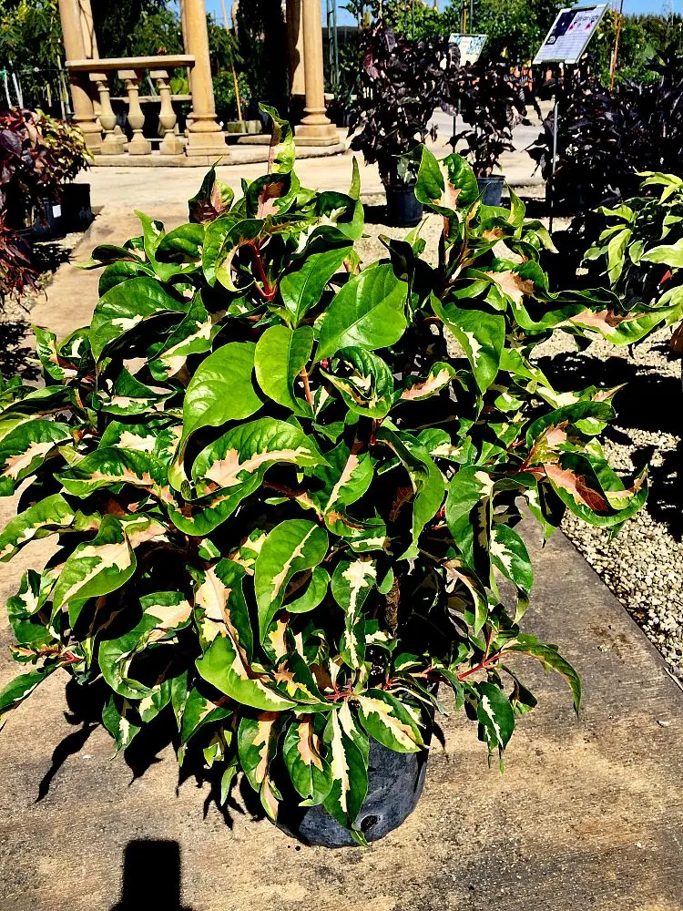 Jamaican Croton Caricature Plant (Graptophyllum pictum)