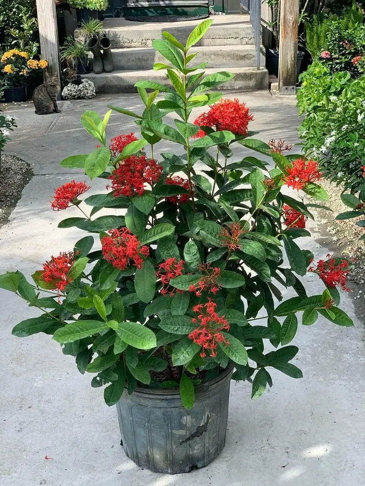 Ixora 'Super King'