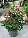 Ixora 'Super King'