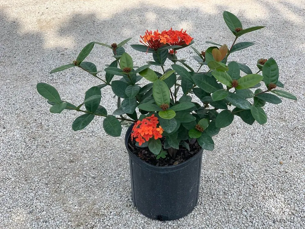 Ixora c. - Jungle Geranium