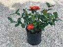 Ixora c. - Jungle Geranium