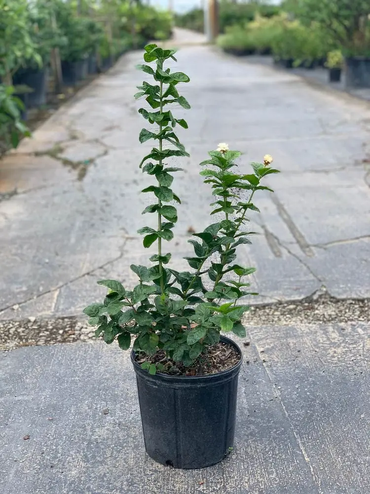 Arabian Jasmine (Grand Duke of Tuscany)