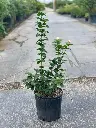 Arabian Jasmine