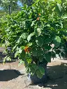 Mexican Honeysuckle