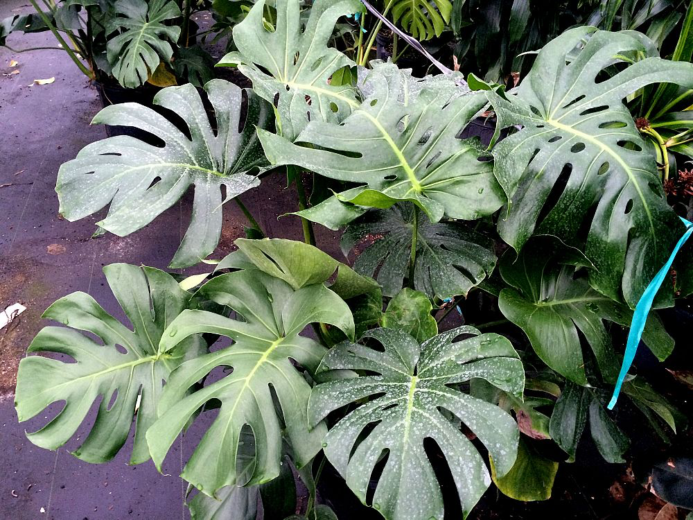 Monstera deliciosa (3 Gallon)