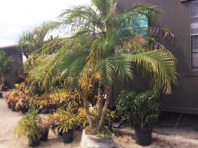 Pygmy Date Palm (Roebelenii) — 7 Gallon & Grow Bag